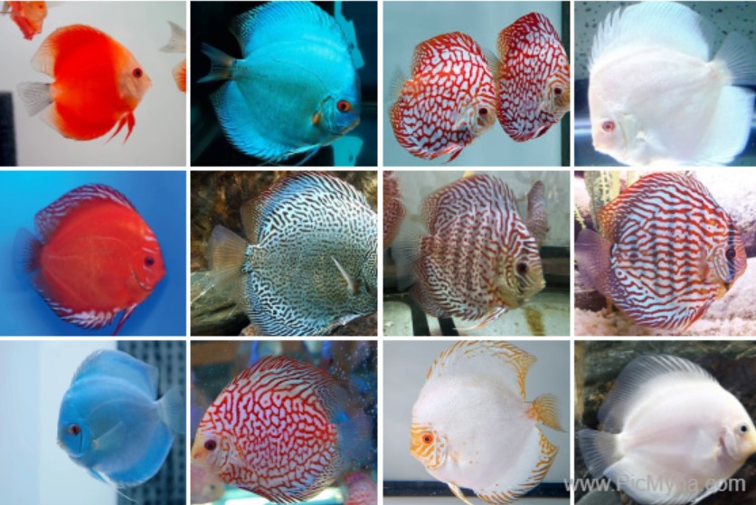 Discus Fish Symphysodon cichlids 