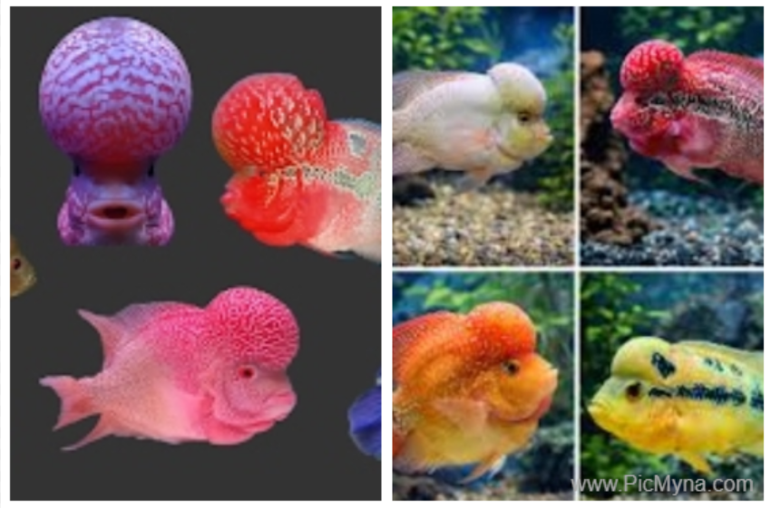 flowerhorn cichlid fish Amphilophus hybrid
