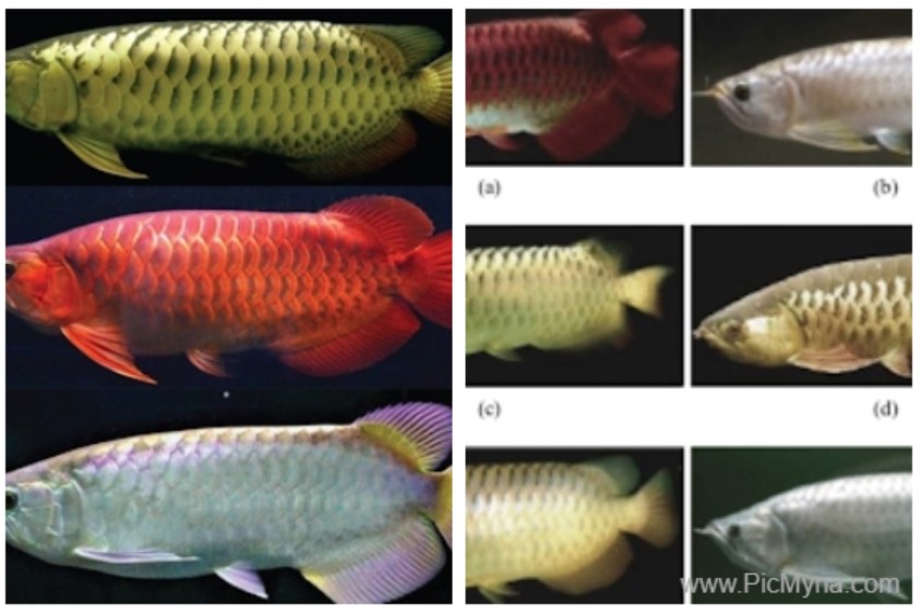 arowana fish Scleropages formosus