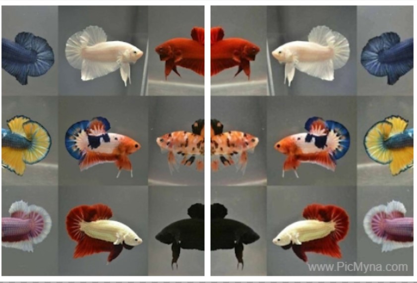 betta fish Betta splendens