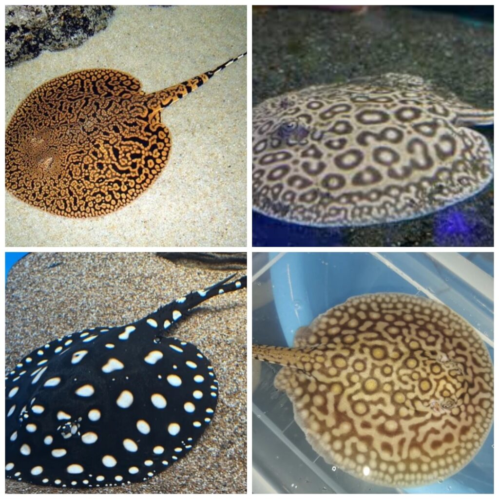 freshwater stingray fish