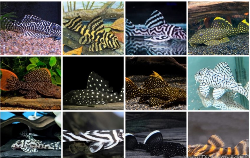 Pleco Plecostomus